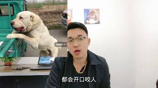 200多斤猛犬连续咬伤多人狗主人要价5万出售路人纷纷后怕