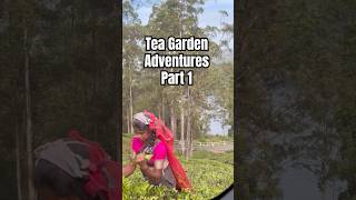 I flew all the way to Sri Lanka to visit tea Gardens! #tea #adventure #travel #smallbusiness