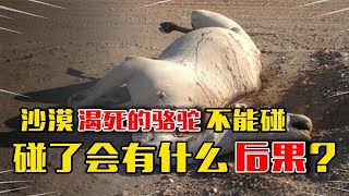 沙漠遇到渴死的骆驼，千万不要碰，原因知道吗？