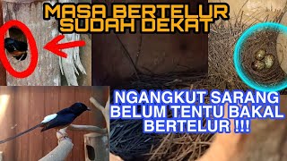 CIRI-CIRI SUDAH DEKAT MAU BERTELUR MURAI BATU BETINA