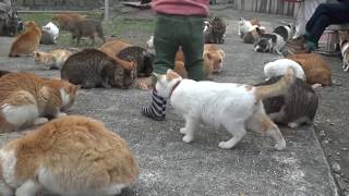 【忍者】猫 [ Ninja] Cat 猫の島 青島 #1282 Cat Island Aoshima 忍びの術を心得た猫