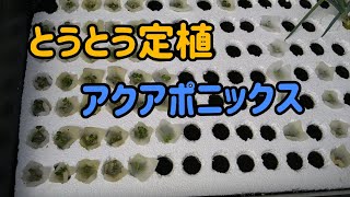 魚が野菜を育てるアクアポニックス~苗の被覆と定植~