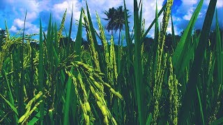 Indahnya Suasana Kampung, Damai Sejuk dan Tenang - Cinematic Drone Footage 4k