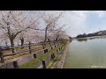 亀鶴公園の桜 池側から 【insta360】