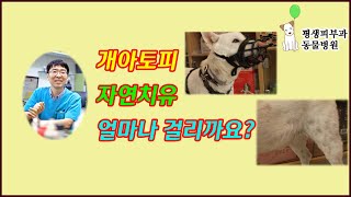 41. 강아지 아토피 자연치유 얼마나 걸릴까요?[평생피부과동물병원]