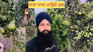 ਫਲਦਾਰ ਬੂਟੇ