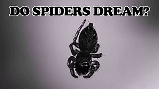 Retinal Movement Suggests REM Sleep-Like State In Jumping Spiders