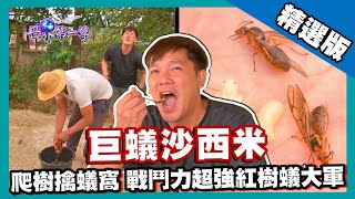 【緬甸】肉食巨蟻沙西米 爬樹擒蟻窩百萬紅樹蟻大軍出巢｜《世界第一等》824集精華版