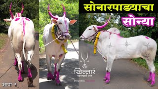 Khillar Maharashtrachi Shaan । सोनारपड्याचा सोन्या - चालू सिझनचा बादशहा । भाग १ । Khillar । २०२०