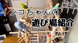 普段インコちゃんが使ってる遊び場紹介#セキセイインコ #ピッピ #そら #モフ