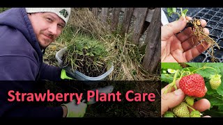 Strawberry Plant Care - Part 1 of 3