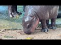 baby hippo เด็กใหม่..ตัวตึงล่าสุดของสวนสัตว์เปิดเขาเขียว