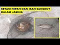 MEMANCING KETAM NIPAH DI JETI PAK LIM