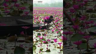 #WaterLilies #Landscape #Flowers #Lake #Harvesting #Wetlands #foryou #village #villagelife #viral