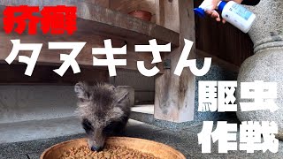 疥癬タヌキさん駆虫作戦！もちろん猫ちゃんも駆虫しました！