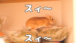 肉球がないのに調子乗って袋の上を滑りまくるウサギがこちら【No.641】