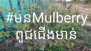 #មនMulberryពូជជើងមាន់5