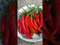 grow green hot chili unique way 🌶️ shorts