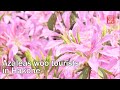 Azaleas woo tourists in Hakone