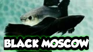 BLACK MOSCOW GUPPY GOOD STRAIN FOR THE BEGINNERS (ENGLISH SUB) #EBM #BLACKMOSCOW #GUPPY