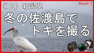 (１月) 冬の佐渡島でトキを撮る　round2