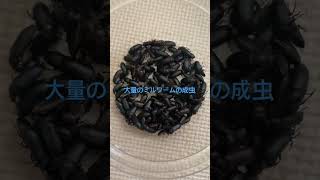 (注意)大量のミルワームの成虫　#チャイロコメノゴミムシダマシ