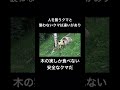 人を襲うクマの見分け方について