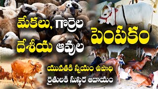 మేకలు, గొర్రెలు, దేశీ ఆవుల పెంపకంపై రైతులకి శిక్షణ | ఫిబ్రవరి 20 | Registrations - 95538 25532