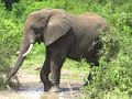 野生のアフリカゾウwild elephant。野生ならではの立派な牙の迫力！ウガンダugandaアフリカ野生動物サファリツアーafrica wildlife safari　24 12