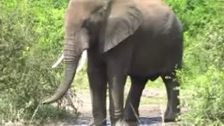 野生のアフリカゾウWild Elephant。野生ならではの立派な牙の迫力！ウガンダUgandaアフリカ野生動物サファリツアーAfrica Wildlife Safari　24-12