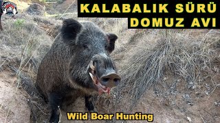 Crowd Herd Of Wild Boar Hunting | Kalabalık Sürü Yaban Domuz Avı Belgeseli Vlog#7