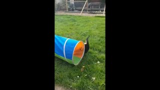 Playful German Shepherd Puppy Summersaults Over His Play Tunnel