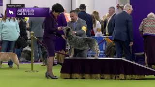 Australian Cattle Dog | Breed Judging 2025