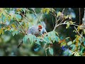 a tale of two thrushes silver eared and chestnut capped laughingthrushes