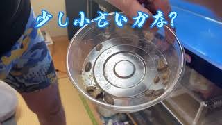 アロワナにデュビアを与えて見た😁食べてくれるのか？