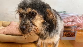 The stray dog who desperately climbed the car to beg for shelter