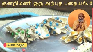 குன்றிமணி- kundumani benefits in tamil | rosary pea | Gunja herb plant | गुन्जा | रत्ती के औषधीय लाभ