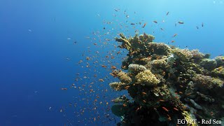 Ambient Underwater Nature Relaxation: Treasures of the Red Sea - Colorful Sea Life (High Quality)