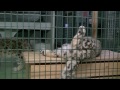 くつろぎのユキヒョウ リアン~snow leopard