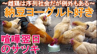 納豆ヨーグルト好きニワトリ～大好物を食べる名古屋コーチン雌鶏は序列社会だが例外もある～