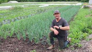 Summer Solstice Abundance! Ottawa Farm Fresh Organics