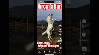 #horse #atlar #at #ccc #atlivestream #🇹🇷