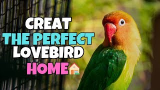 Creating the Perfect Lovebird Habitat: Tips for a Happy and Healthy Home