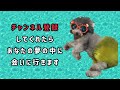 【セルフトリミング】トイプードルの目周りの毛のカット／自宅トリミング／素人でも出来る