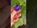 Blue butterfly pea flower is so blue!