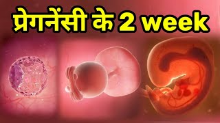 pregnancy 2 week Symptom in hindi, pregnancy first month, pregnancy 2 week in hindi