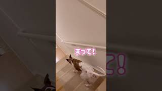 出張に行くお父ちゃんを見送るウィペットが健気で愛おしすぎた#shorts