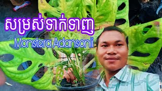 ហុងស៑ុយខ្ពស់ត្រដែត { ប្រទាលប្រហោង } | Monstera Adansonii