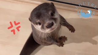 Why was Otter Bob So Furious?!