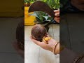 tasty coconut flower 😋 viralvideo coconutflower shorts mampishome